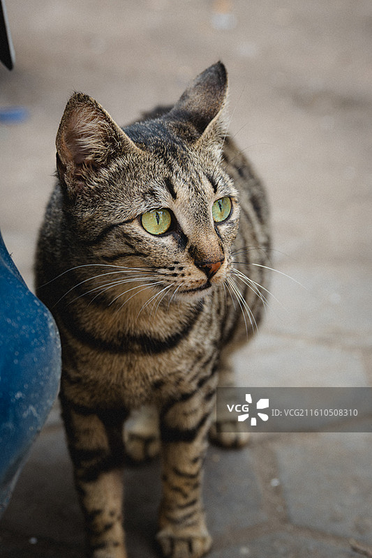 猫的特写肖像图片素材
