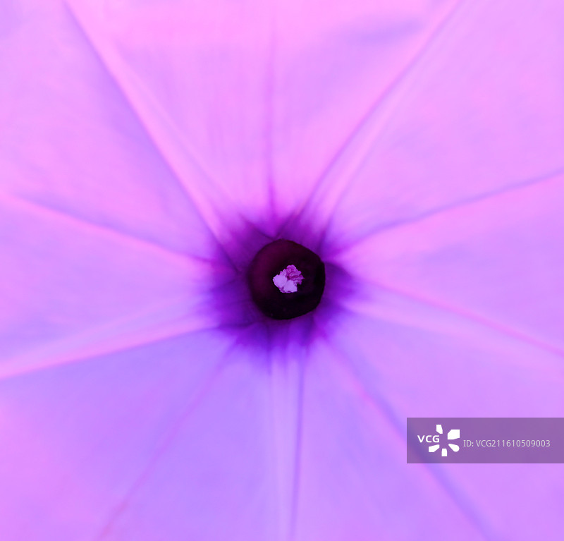 野外生长的喇叭花牵牛花图片素材