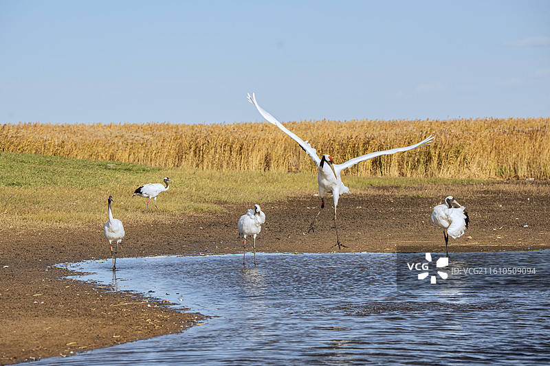 中国齐齐哈尔扎龙湿地丹顶鹤特写图片素材