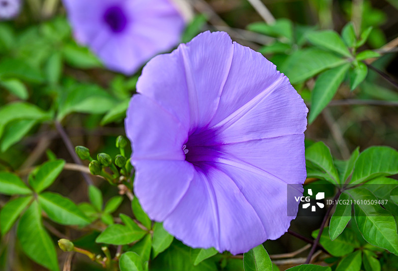 野外生长的喇叭花牵牛花图片素材