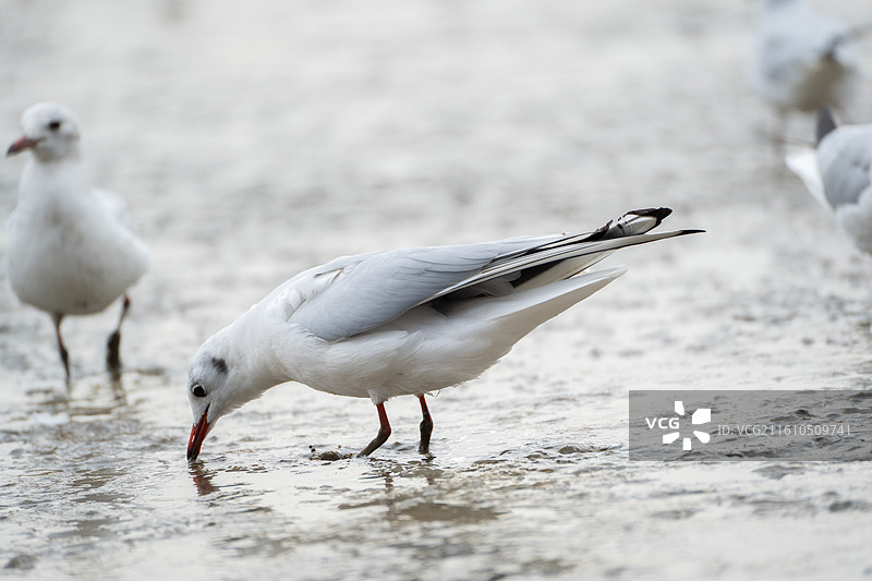 深圳湾公园站在滩涂上觅食的海鸥图片素材