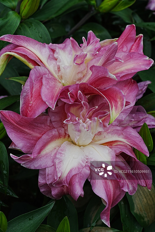 春天花展图片素材