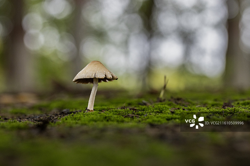 蘑菇世界图片素材