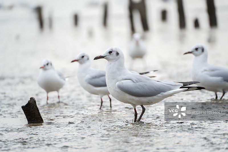 深圳湾公园站在滩涂上觅食的海鸥图片素材