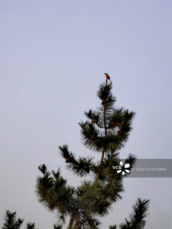 立足树尖的翠鸟图片素材