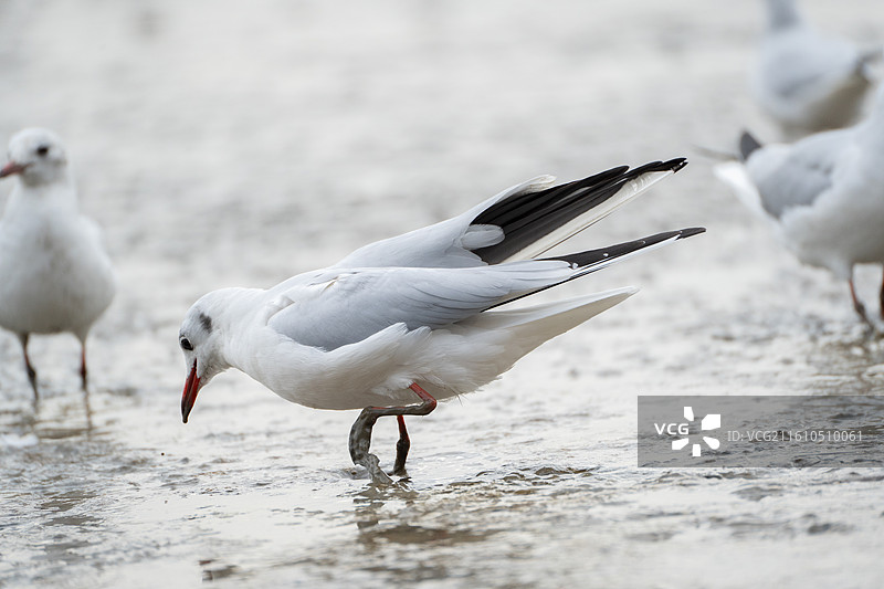 深圳湾公园站在滩涂上觅食的海鸥图片素材