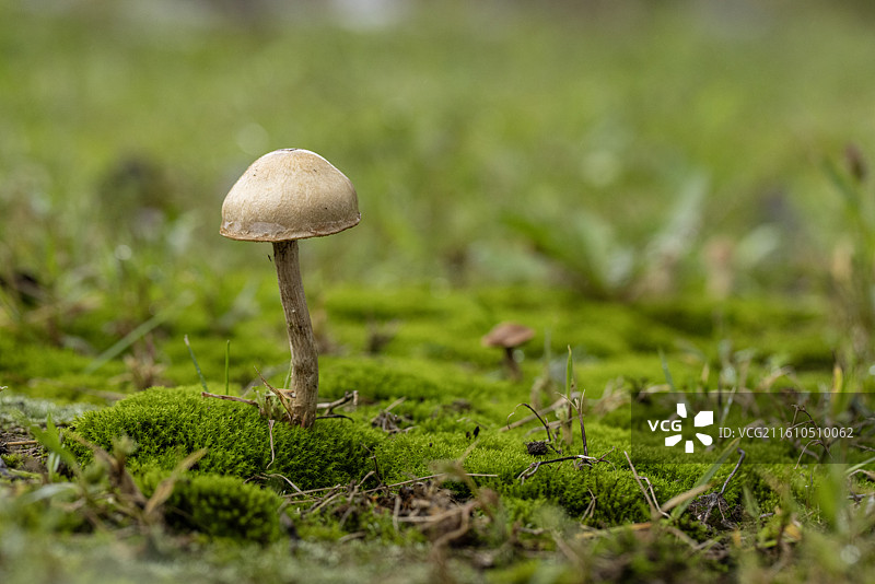 蘑菇世界图片素材