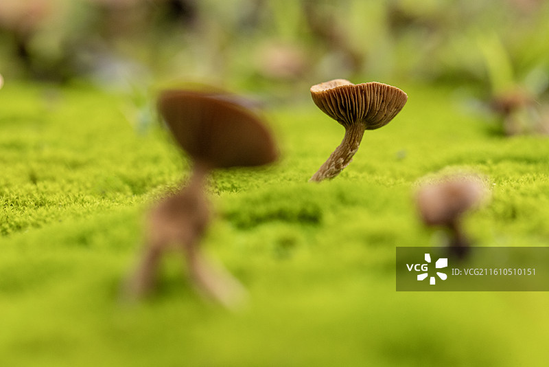 蘑菇世界图片素材
