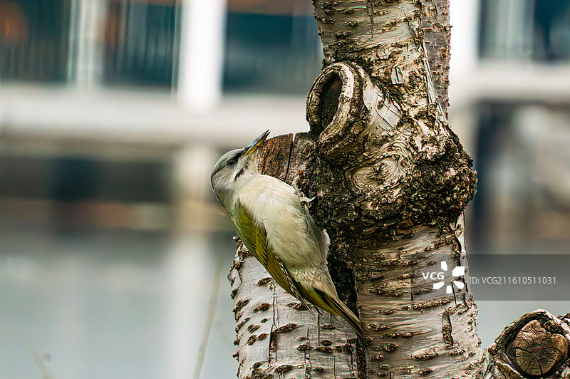 2025年12月10日北京玉渊潭，枝头上的灰头绿啄木鸟图片素材