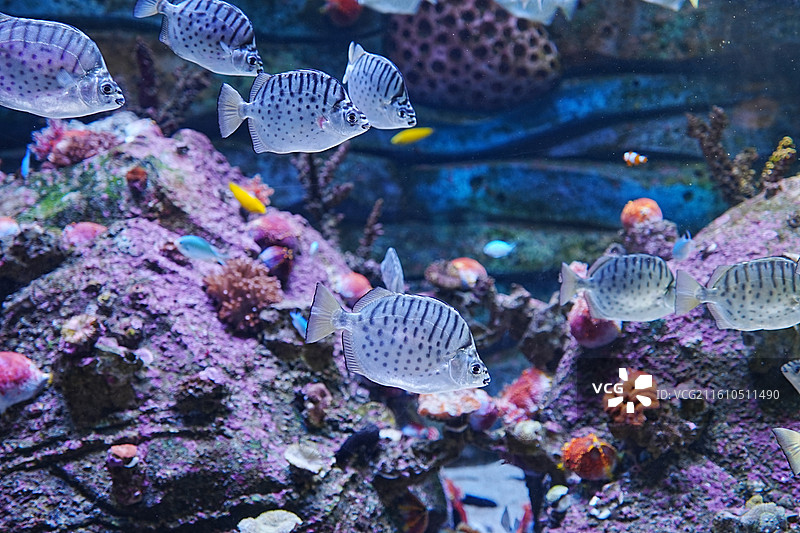 深圳海洋世界图片素材