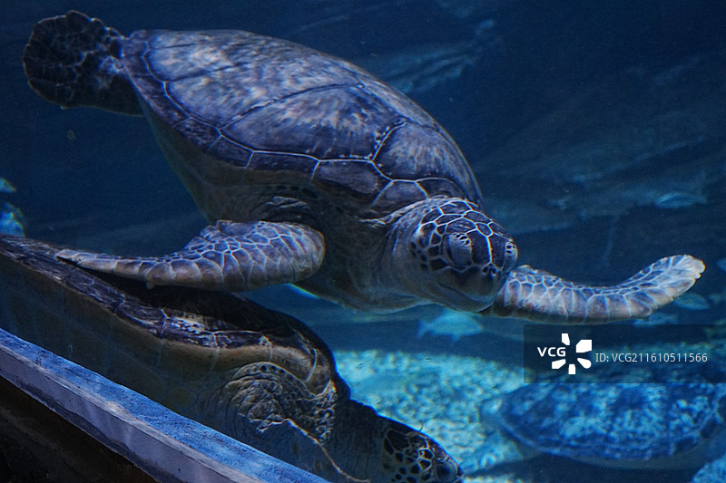 深圳海洋世界图片素材