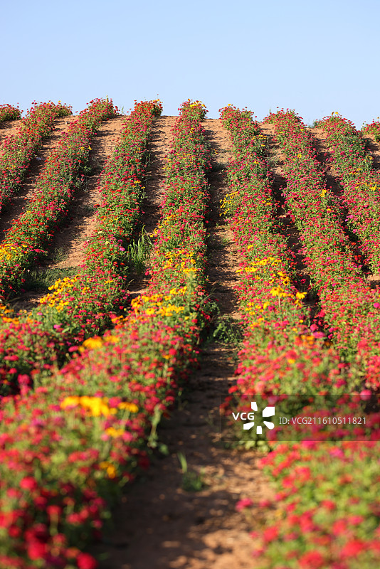 薰衣草庄园图片素材