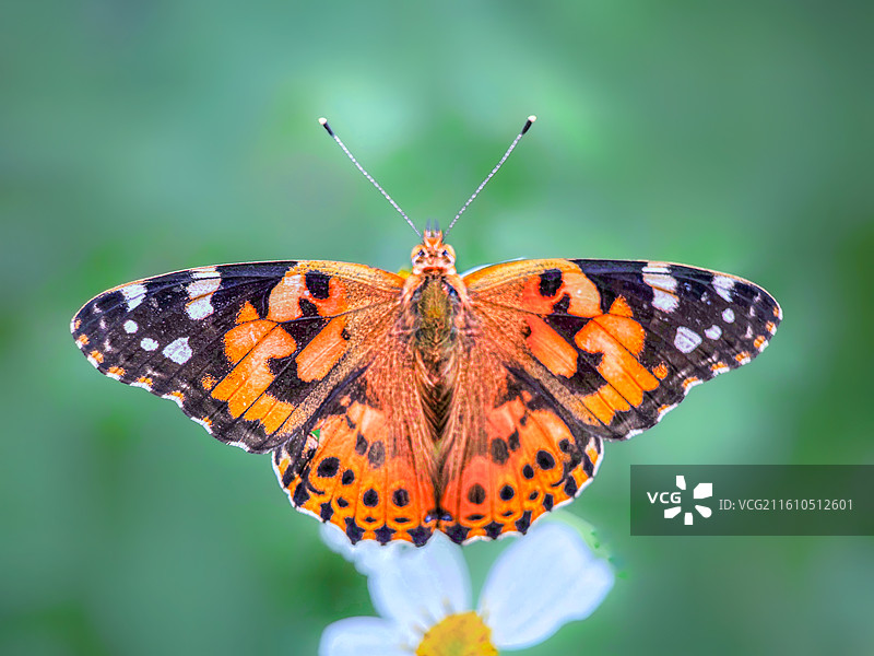 蛱蝶展翅图片素材