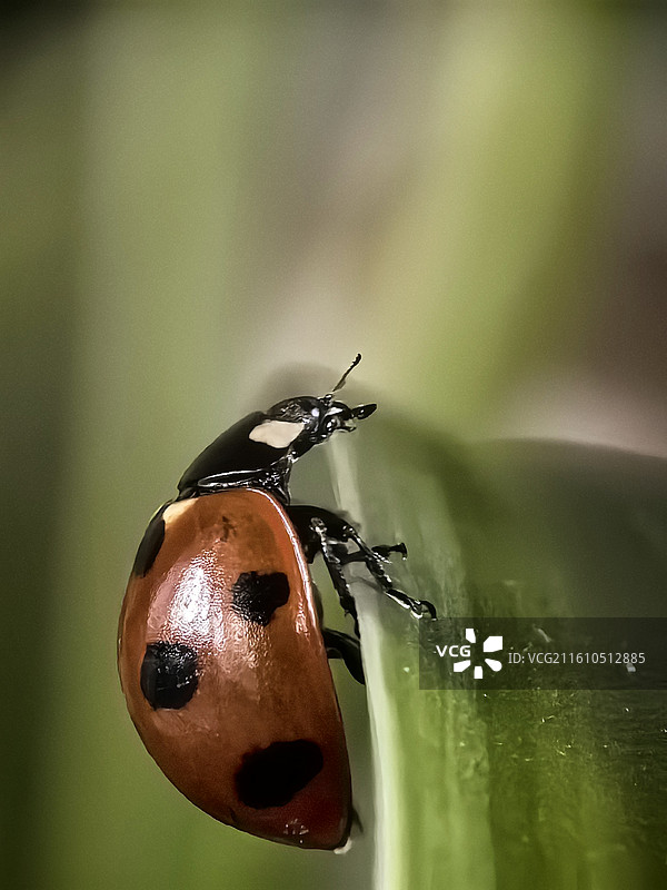 红甲缀墨点，静立草尖上。图片素材