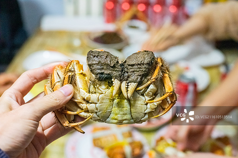 中国海产海鲜农副产品拍摄主题，一只手【捧着一只阳澄湖大闸蟹公蟹母蟹螃蟹，室内无人图像摄影图片素材