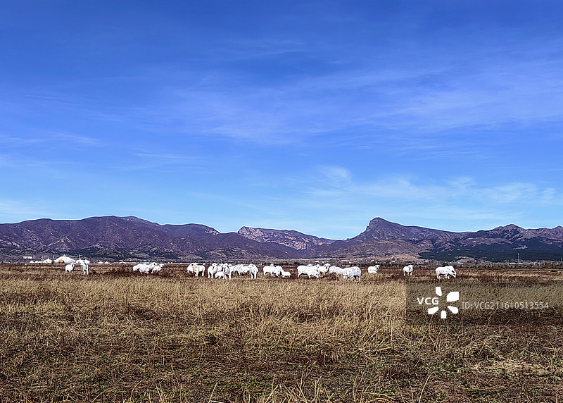 秋日的草原——拍摄于呼和浩特赛罕区敕勒川草原图片素材