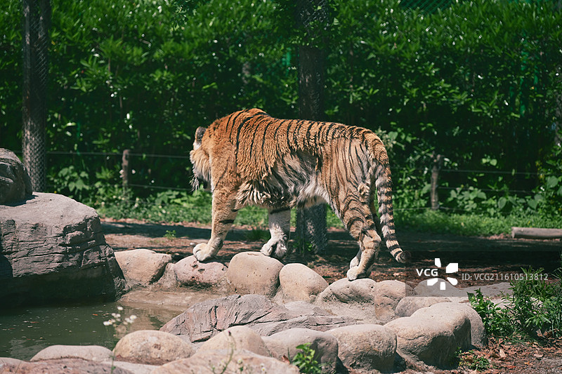 上海野生动物园图片素材