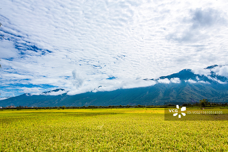 中国云南省大理白族自治州鹤庆县东草海国家湿地公园附近田园风光图片素材