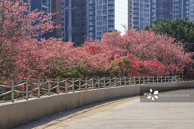 深圳观澜湖河畔粉色异木棉盛开图片素材