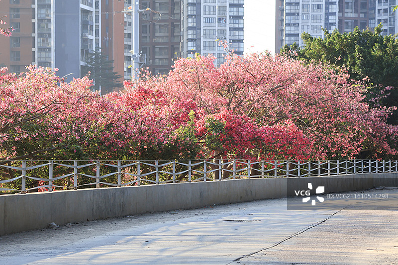 深圳观澜湖河畔粉色异木棉盛开图片素材