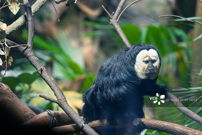 动物世界图片素材