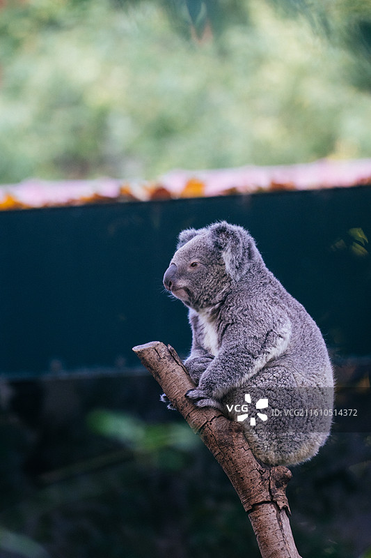 动物世界图片素材