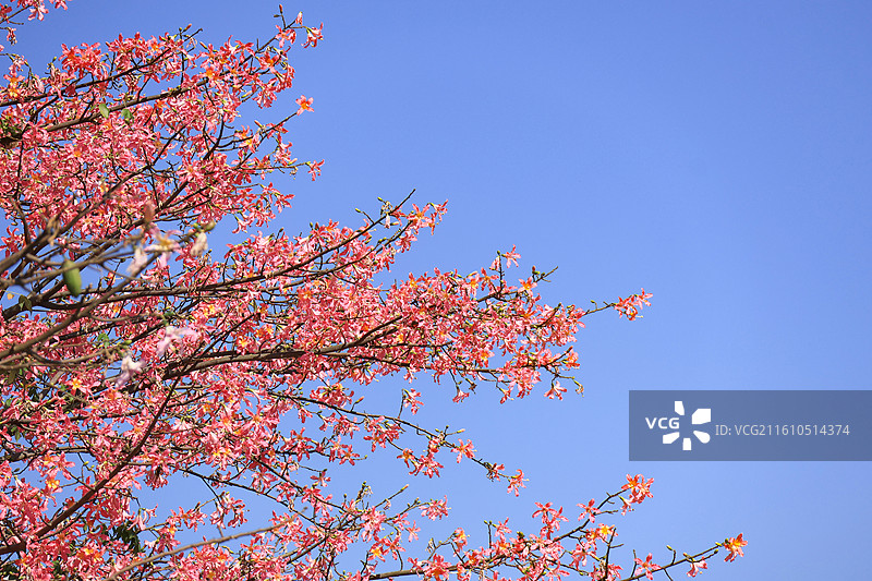 深圳观澜湖蓝天下的粉色异木棉枝条图片素材