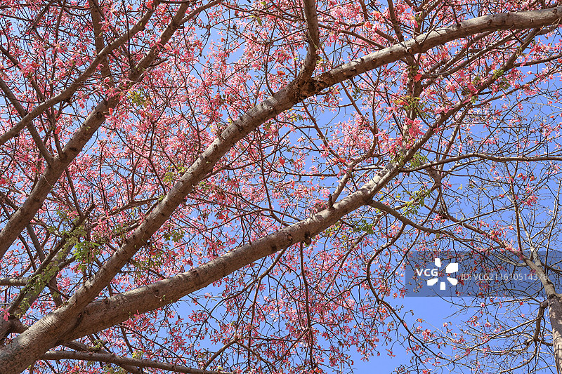 深圳观澜湖蓝天下粉色异木棉树图片素材