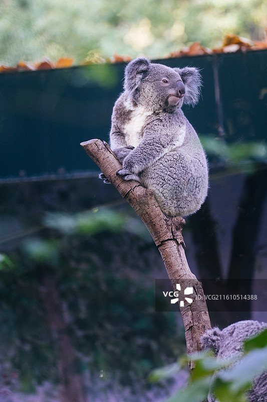 动物世界图片素材