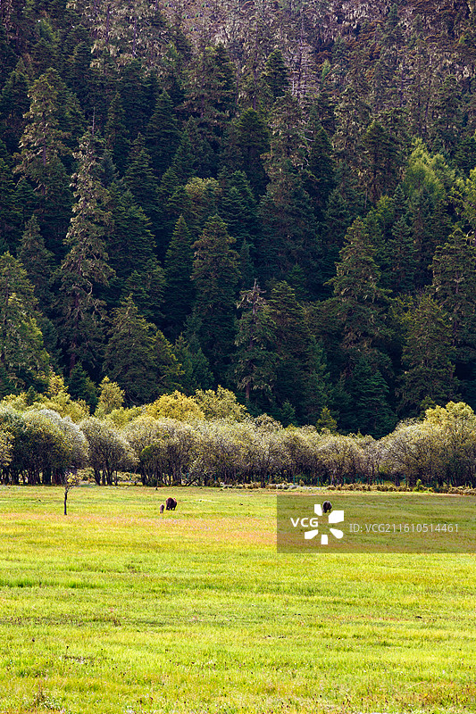 中国云南省迪庆藏族自治州香格里拉普达措国家公园风光图片素材