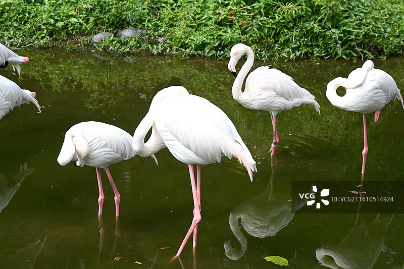 火烈鸟图片素材