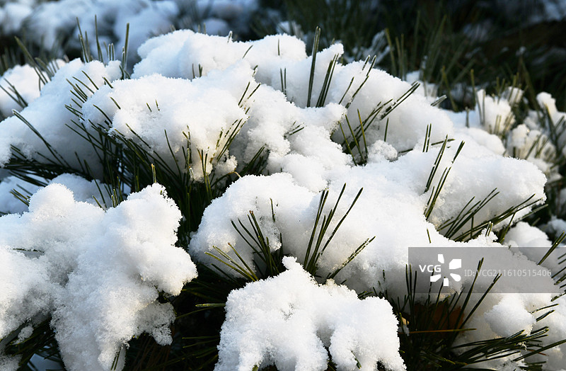 树叶上的的落雪图片素材