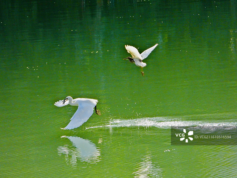 湖上鹭影图片素材