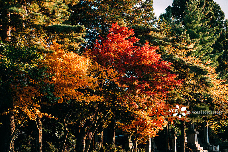 日本岩手盛冈八幡宫神社图片素材