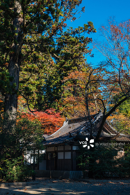 日本 仙台 大崎八幡宫图片素材