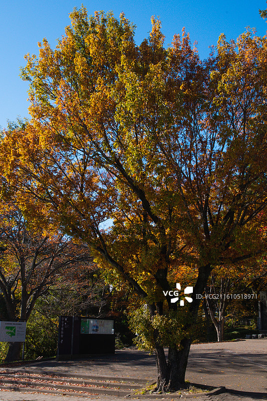 日本 仙台 仙台城遗址 仙台博物馆图片素材