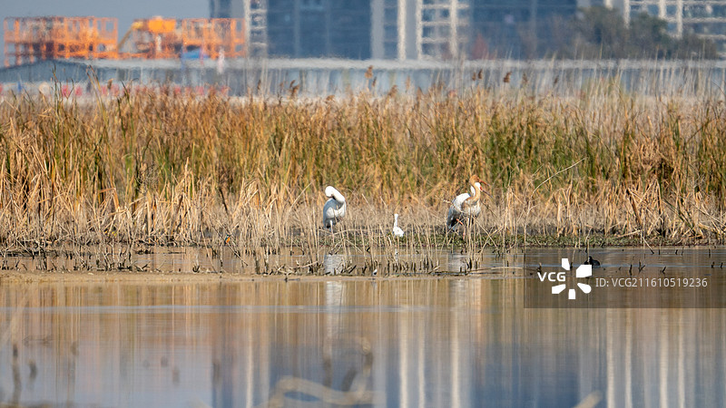 杭州湿地白鹤 国家一级保护动物图片素材