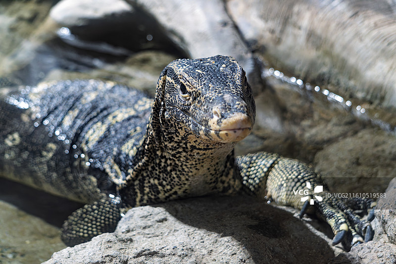 五爪金龙水巨蜥在水中图片素材