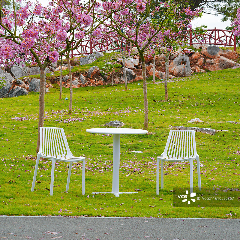 紫花风铃木花开了图片素材