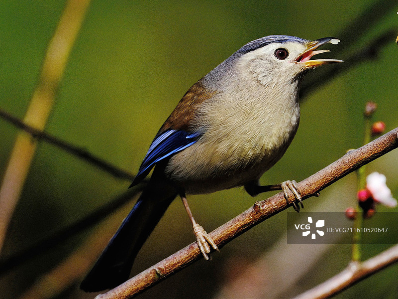 云南昆明金殿公园暖冬野生动物特写百鸟图图片素材