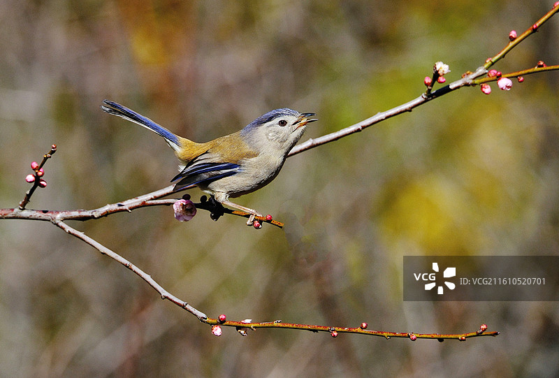 云南昆明金殿公园暖冬野生动物特写百鸟图图片素材