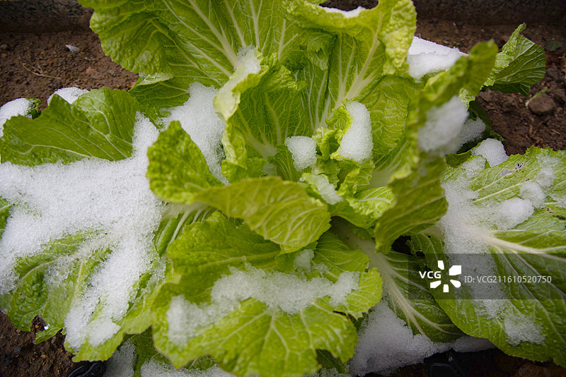 雪中白菜 冬季蔬菜霜冻蔬菜 新鲜白菜图片素材