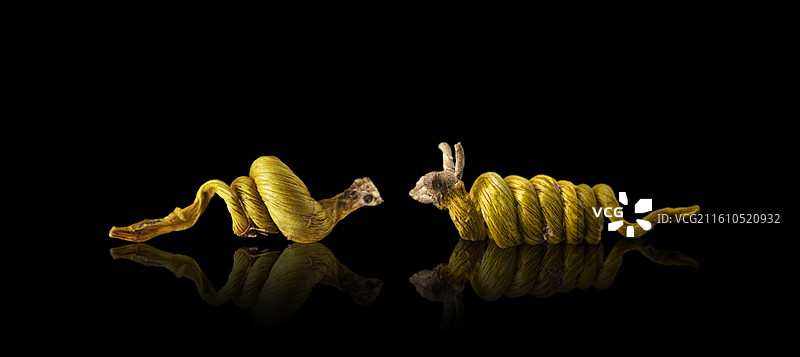 石斛 米斛 霍山石斛 龙头凤尾图片素材