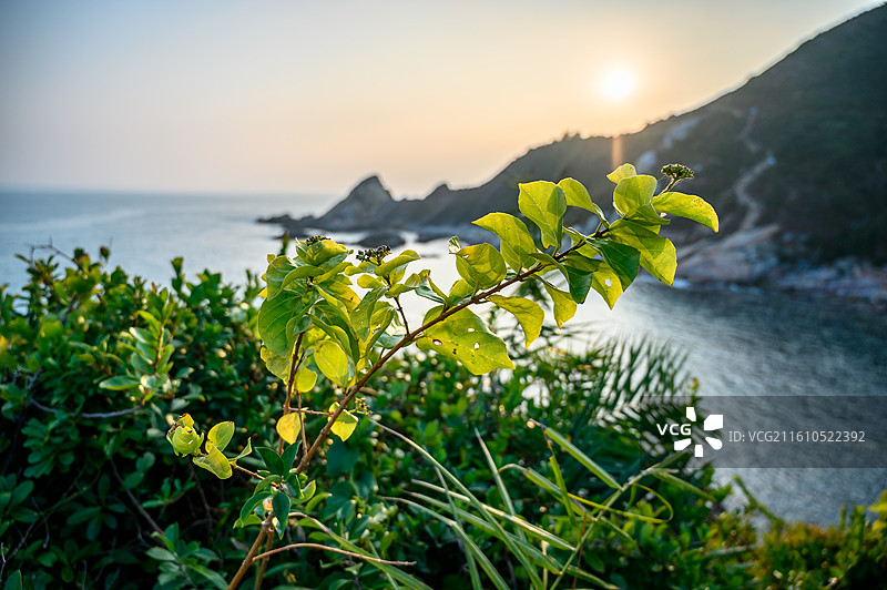 夕阳下的绿色植物叶子图片素材