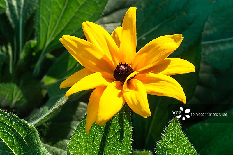 盛开的二色金光菊花图片素材