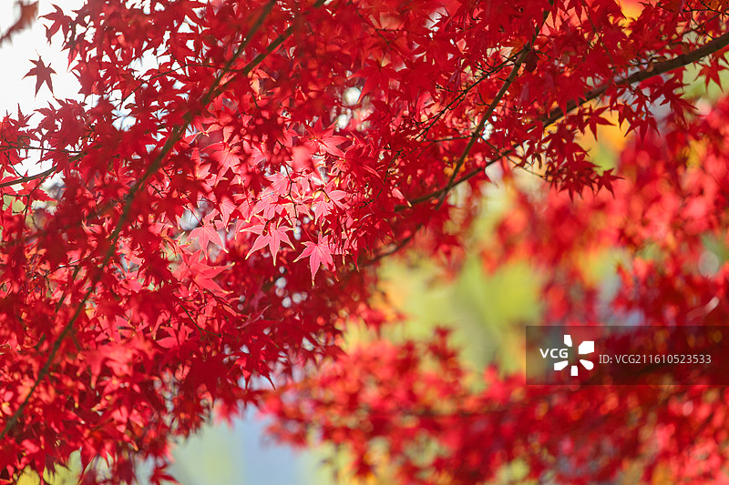 秋天变红的枫树枫叶图片素材