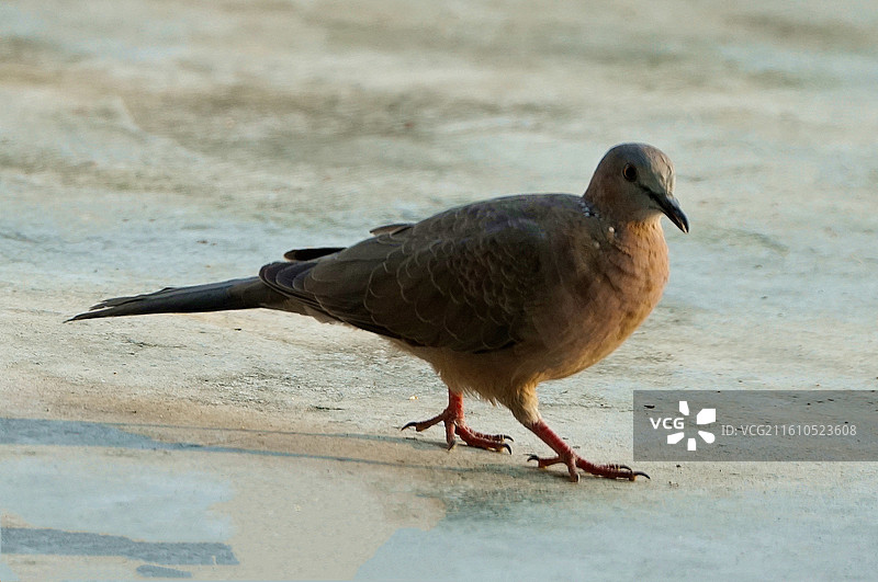 一只棕斑鸠图片素材