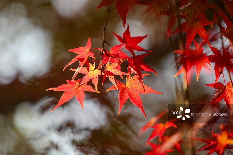 秋天变红的枫树枫叶图片素材