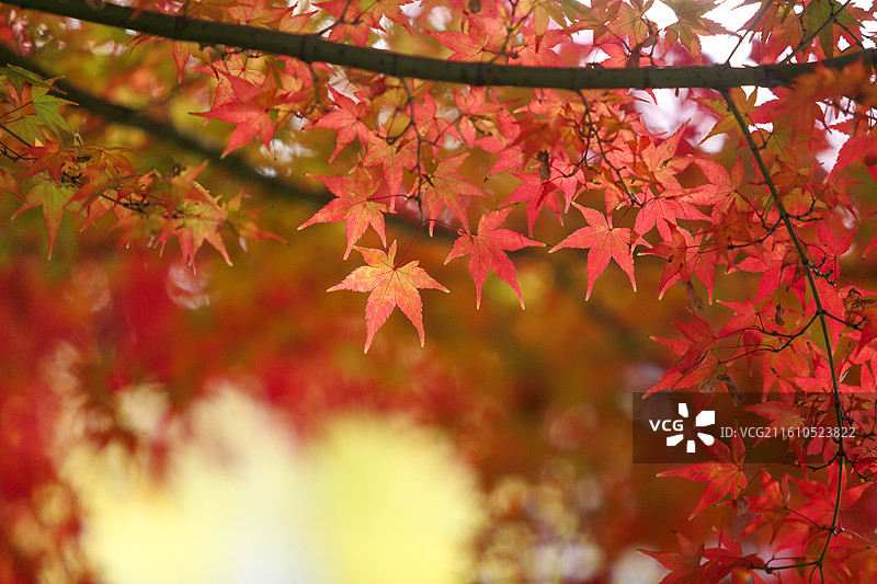 秋天变红的枫树枫叶图片素材