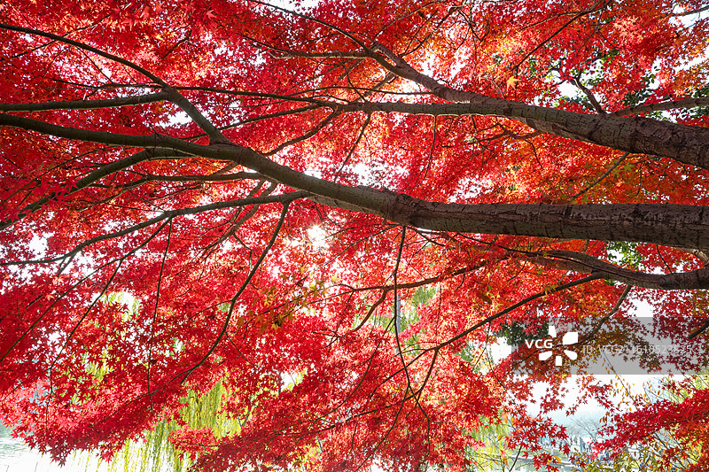 秋天变红的枫树枫叶图片素材